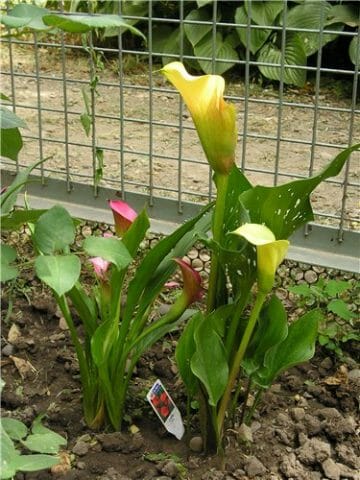 Кракен маркетплейс что продают